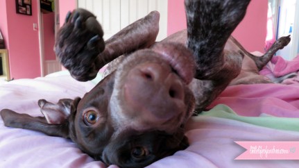 German Shorthaired Pointer